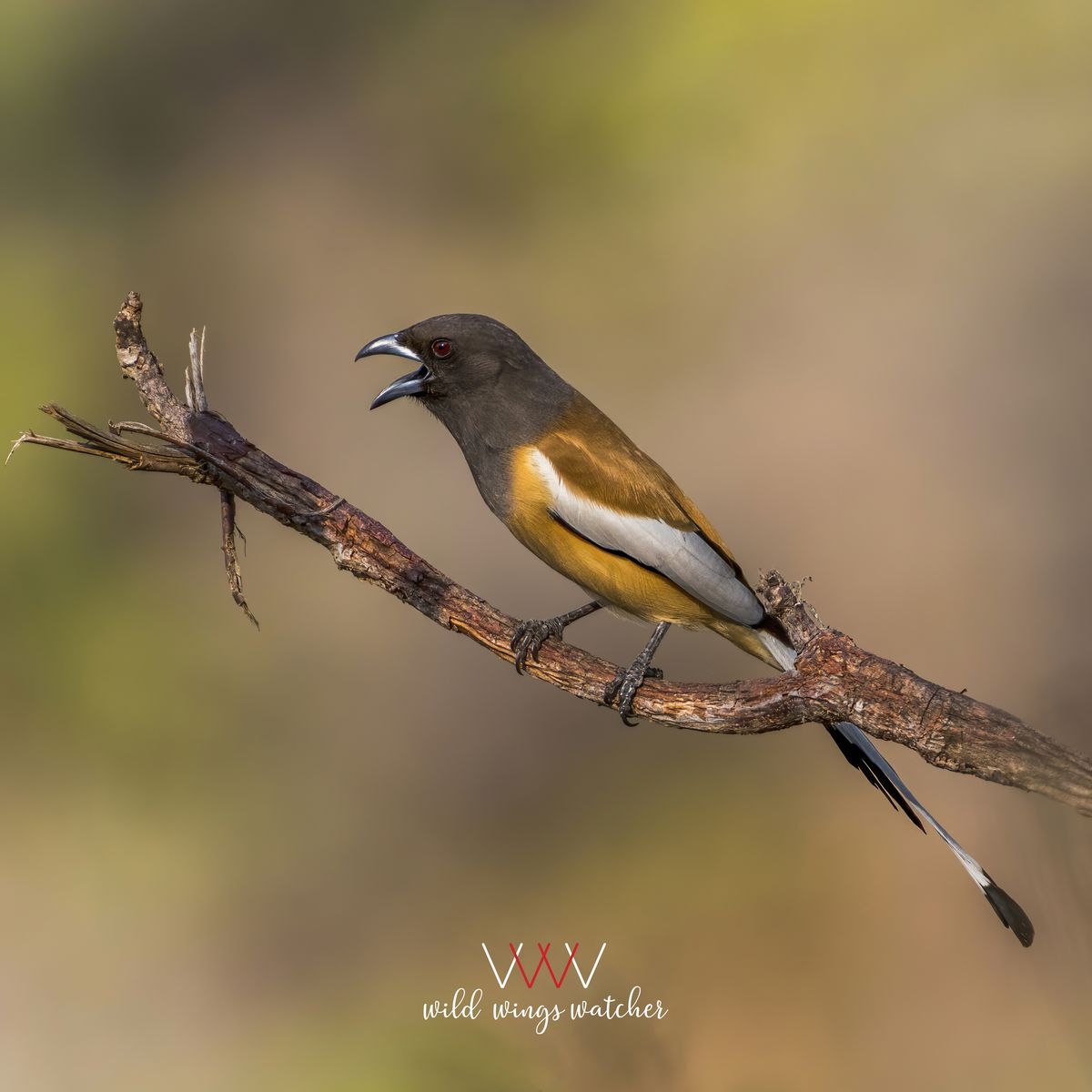 Rufous treepie calling 001